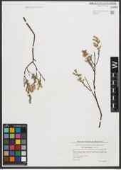Foto von Salix repens L.